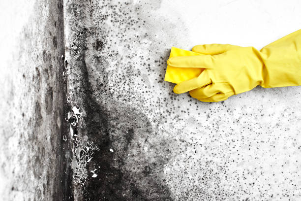 Best Crawl Space Mold Removal  in Irwin, PA