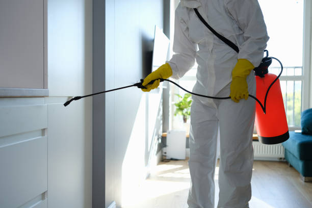 Attic Mold Removal in Irwin, PA