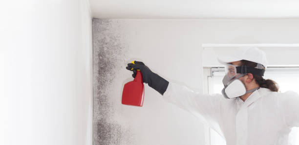 Best Local Mold Removal Service  in Irwin, PA