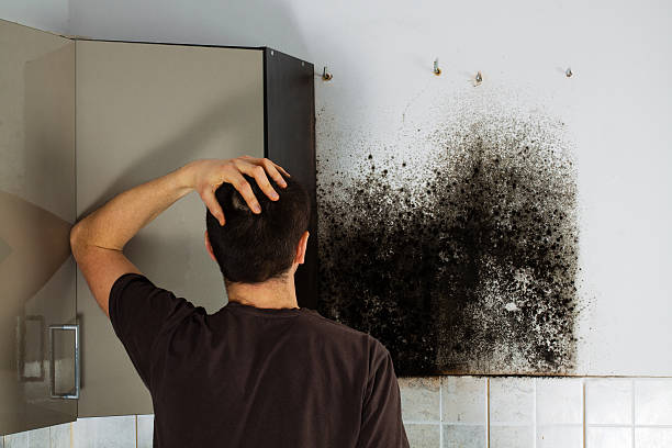 Best Attic Mold Removal  in Irwin, PA